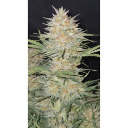 Z-Up Auto Fast Buds immagine 6