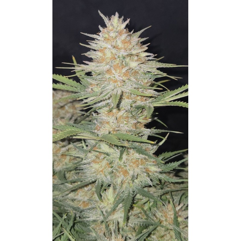 Z-Up Auto Fast Buds immagine 6