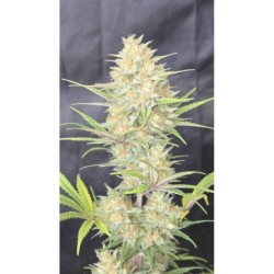 Z-Up Auto Fast Buds immagine 7