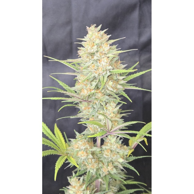 Z-Up Auto Fast Buds immagine 7