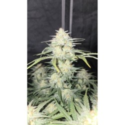 Z-Up Auto Fast Buds immagine 8
