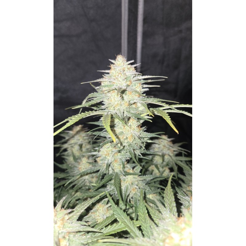 Z-Up Auto Fast Buds immagine 8