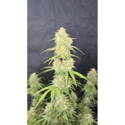 Z-Up Auto Fast Buds immagine 9
