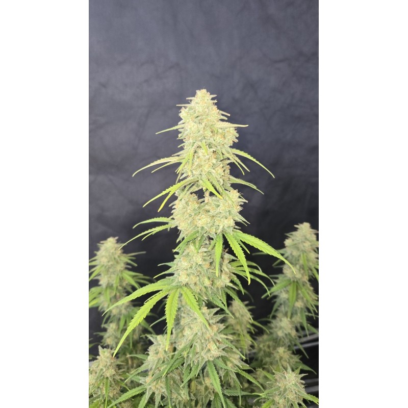 Z-Up Auto Fast Buds immagine 9