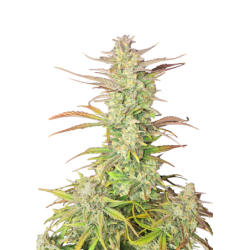 Z-Up Auto Fast Buds immagine 10