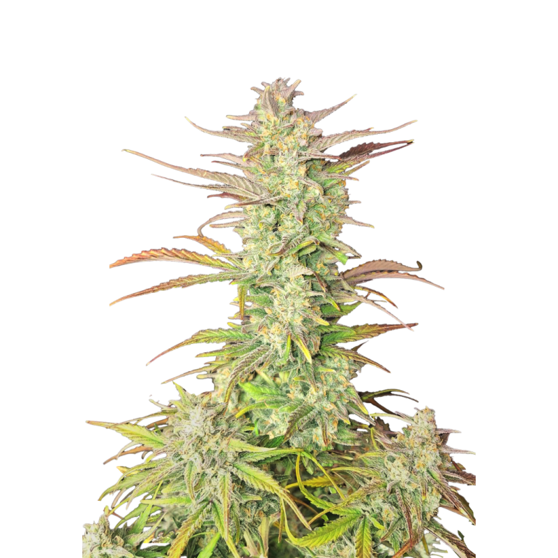 Z-Up Auto Fast Buds immagine 10