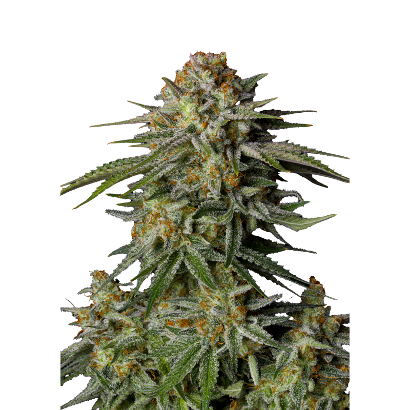 GG4 Sherbet FF Fast Buds