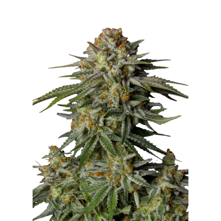 GG4 Sherbet FF Fast Buds
