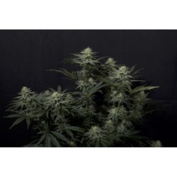 GG4 Sherbet FF Fast Buds immagine 2
