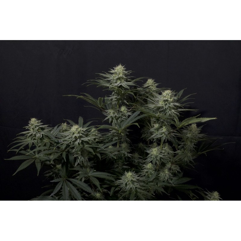 GG4 Sherbet FF Fast Buds immagine 2