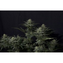 GG4 Sherbet FF Fast Buds immagine 3