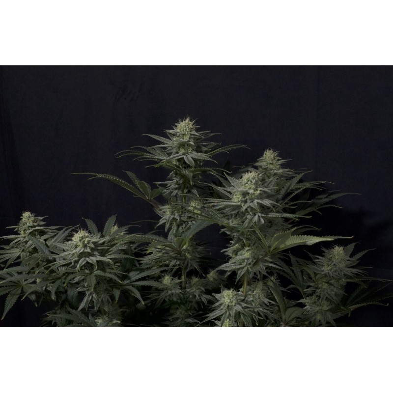 GG4 Sherbet FF Fast Buds immagine 3