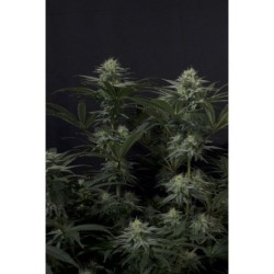 GG4 Sherbet FF Fast Buds immagine 4