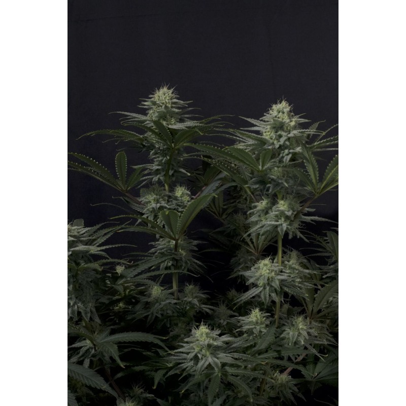 GG4 Sherbet FF Fast Buds immagine 4
