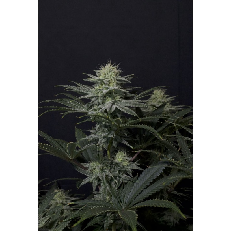 GG4 Sherbet FF Fast Buds immagine 5