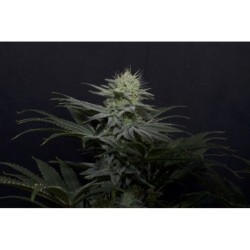 GG4 Sherbet FF Fast Buds immagine 6