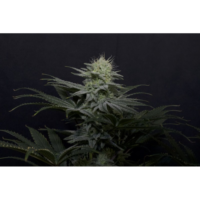 GG4 Sherbet FF Fast Buds immagine 6