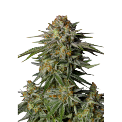 GG4 Sherbet FF Fast Buds immagine 7