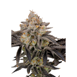 Gorilla Cookies FF Fast Buds