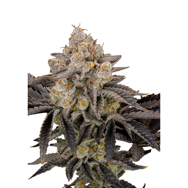 Gorilla Cookies FF Fast Buds