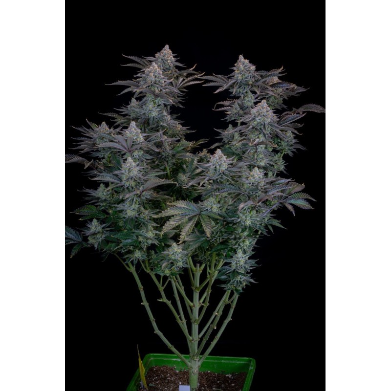 Gorilla Cookies FF Fast Buds immagine 2