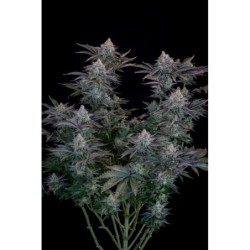 Gorilla Cookies FF Fast Buds immagine 3