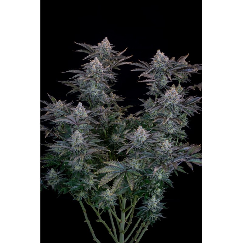 Gorilla Cookies FF Fast Buds immagine 3