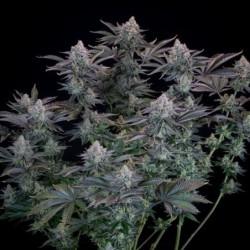 Gorilla Cookies FF Fast Buds immagine 4