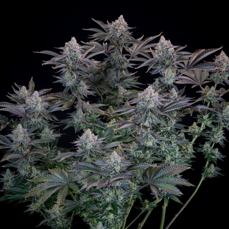 Gorilla Cookies FF Fast Buds immagine 4