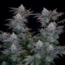 Gorilla Cookies FF Fast Buds immagine 5