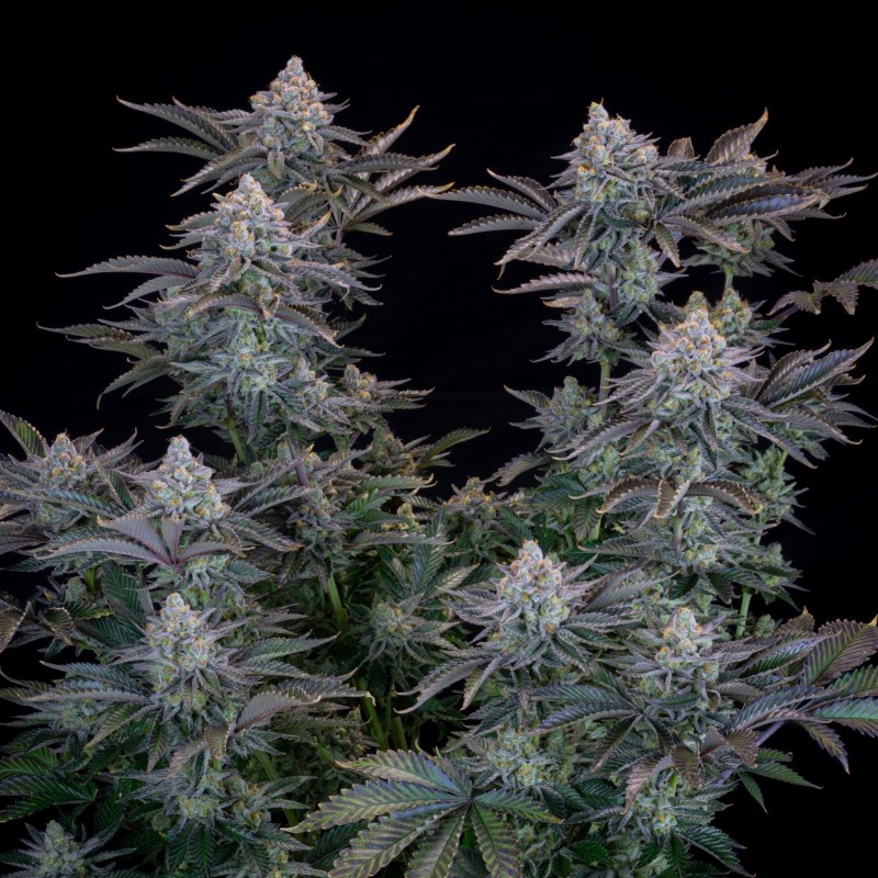 Gorilla Cookies FF Fast Buds immagine 5