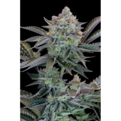 Gorilla Cookies FF Fast Buds immagine 6