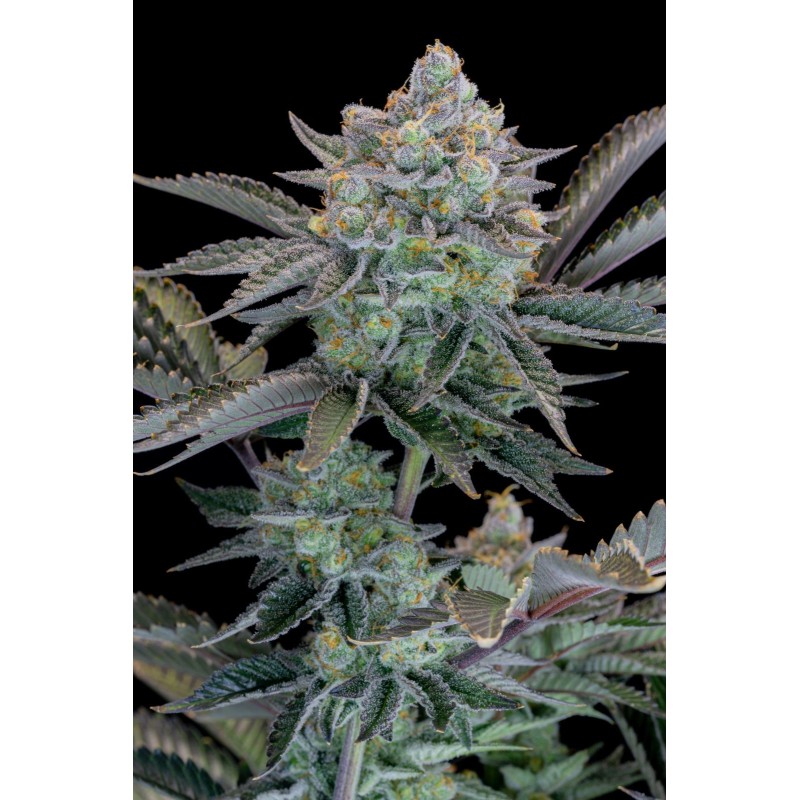 Gorilla Cookies FF Fast Buds immagine 6
