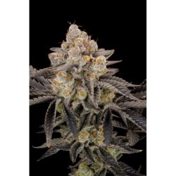 Gorilla Cookies FF Fast Buds immagine 7