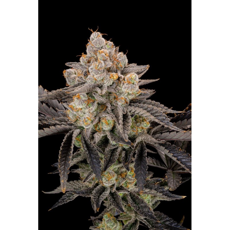 Gorilla Cookies FF Fast Buds immagine 7