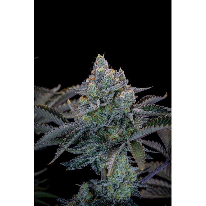 Gorilla Cookies FF Fast Buds immagine 8