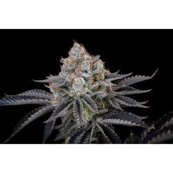 Gorilla Cookies FF Fast Buds immagine 9