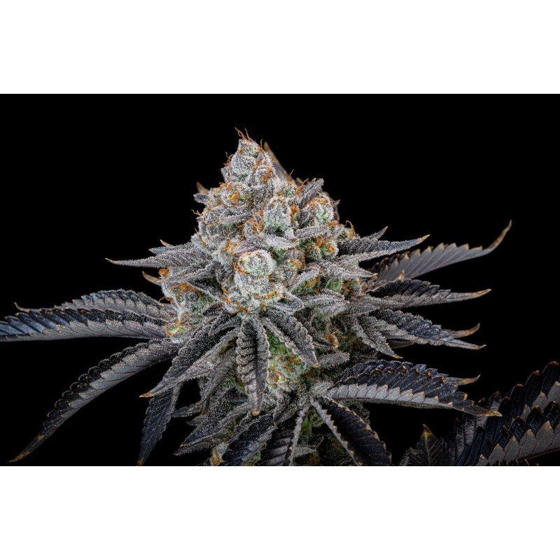 Gorilla Cookies FF Fast Buds immagine 9