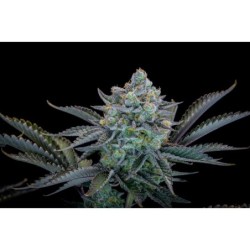 Gorilla Cookies FF Fast Buds immagine 10