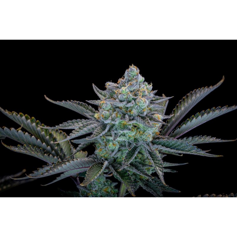 Gorilla Cookies FF Fast Buds immagine 10