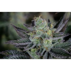 Gorilla Cookies FF Fast Buds immagine 11