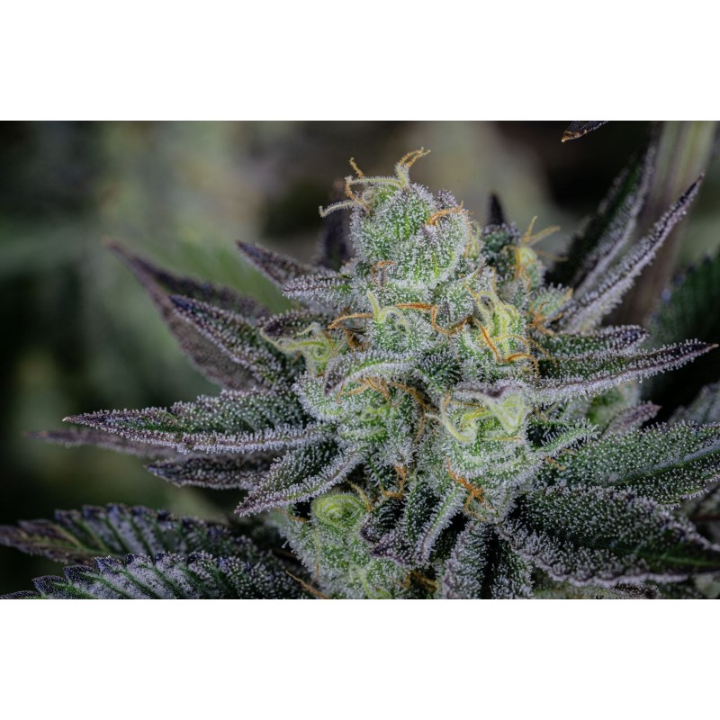 Gorilla Cookies FF Fast Buds immagine 11