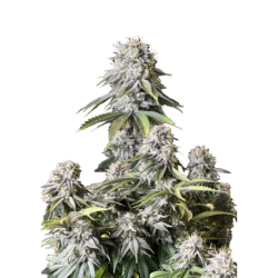 Orange Sherbet FF Fast Buds