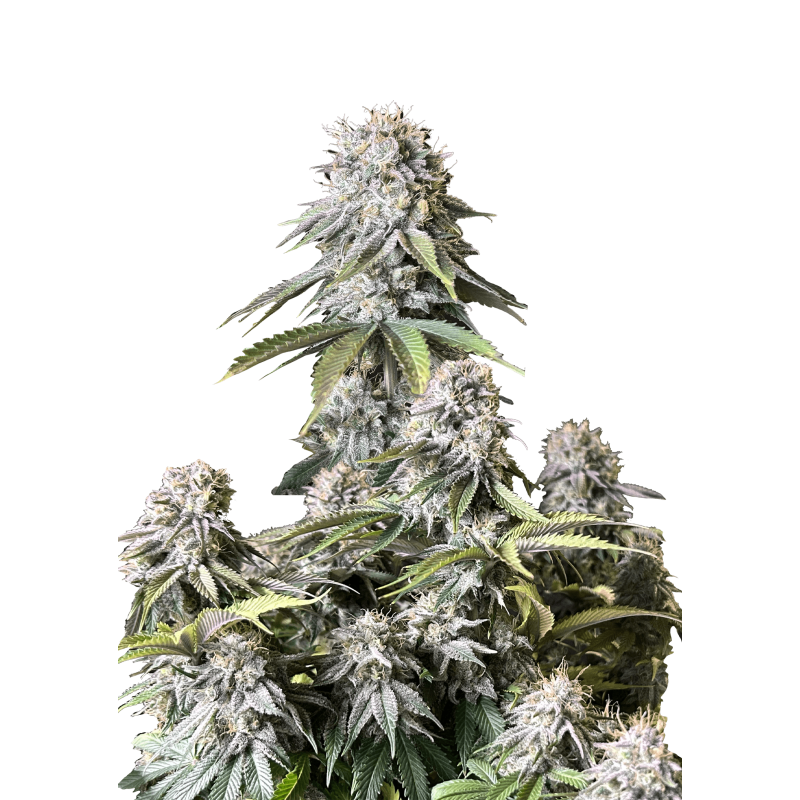 Orange Sherbet FF Fast Buds