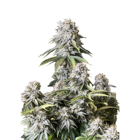 Orange Sherbet FF Fast Buds