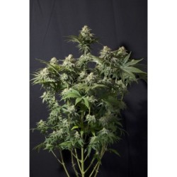 Orange Sherbet FF Fast Buds immagine 2
