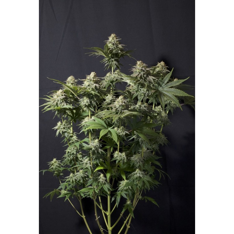 Orange Sherbet FF Fast Buds immagine 2