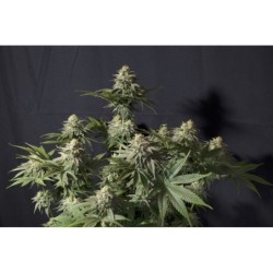 Orange Sherbet FF Fast Buds immagine 3
