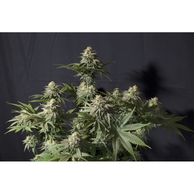 Orange Sherbet FF Fast Buds immagine 3