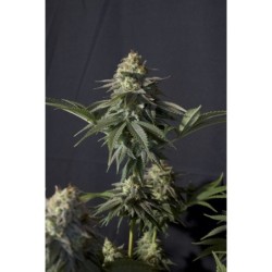 Orange Sherbet FF Fast Buds immagine 4